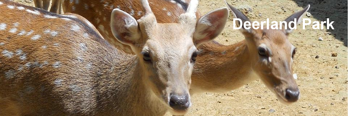 Day Tour Elephant Sanctuary and Deerland Park Ex-KL